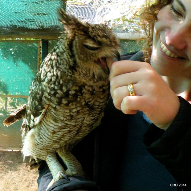 14-Owl, Spotted Eagle-owl (5)